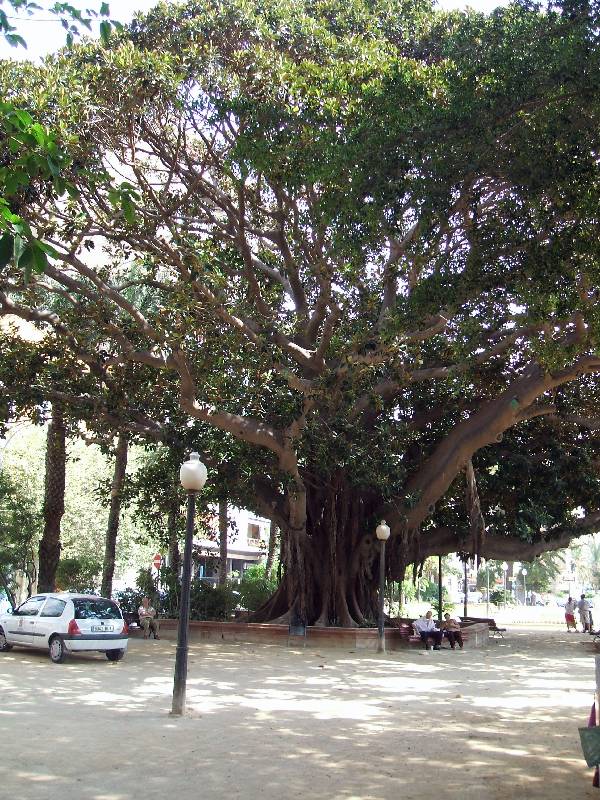 Alicante tree